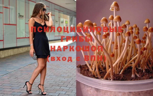 шишки Губаха