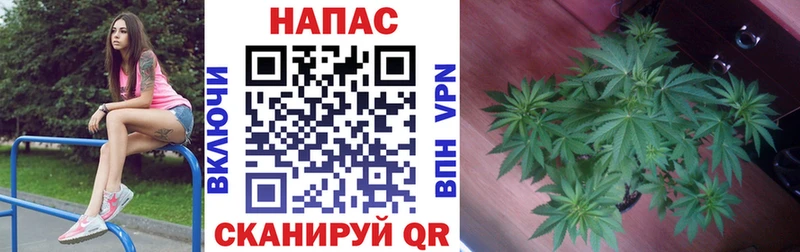 купить   Клинцы  Конопля планчик 